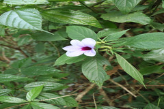 Barleria involucrata var. elata